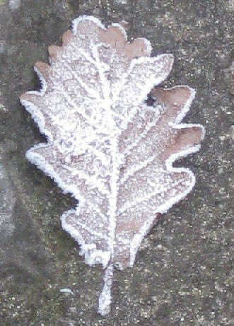 winter lef frosted leaf in winter