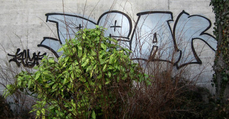 BEAR graffiti zürich