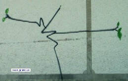 harald nägeli graffiti oktober 2008 in zürich