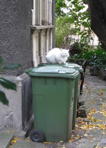 Schöntalstrasse Zürich. Katze. white cat